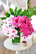 Orchid Elegance
