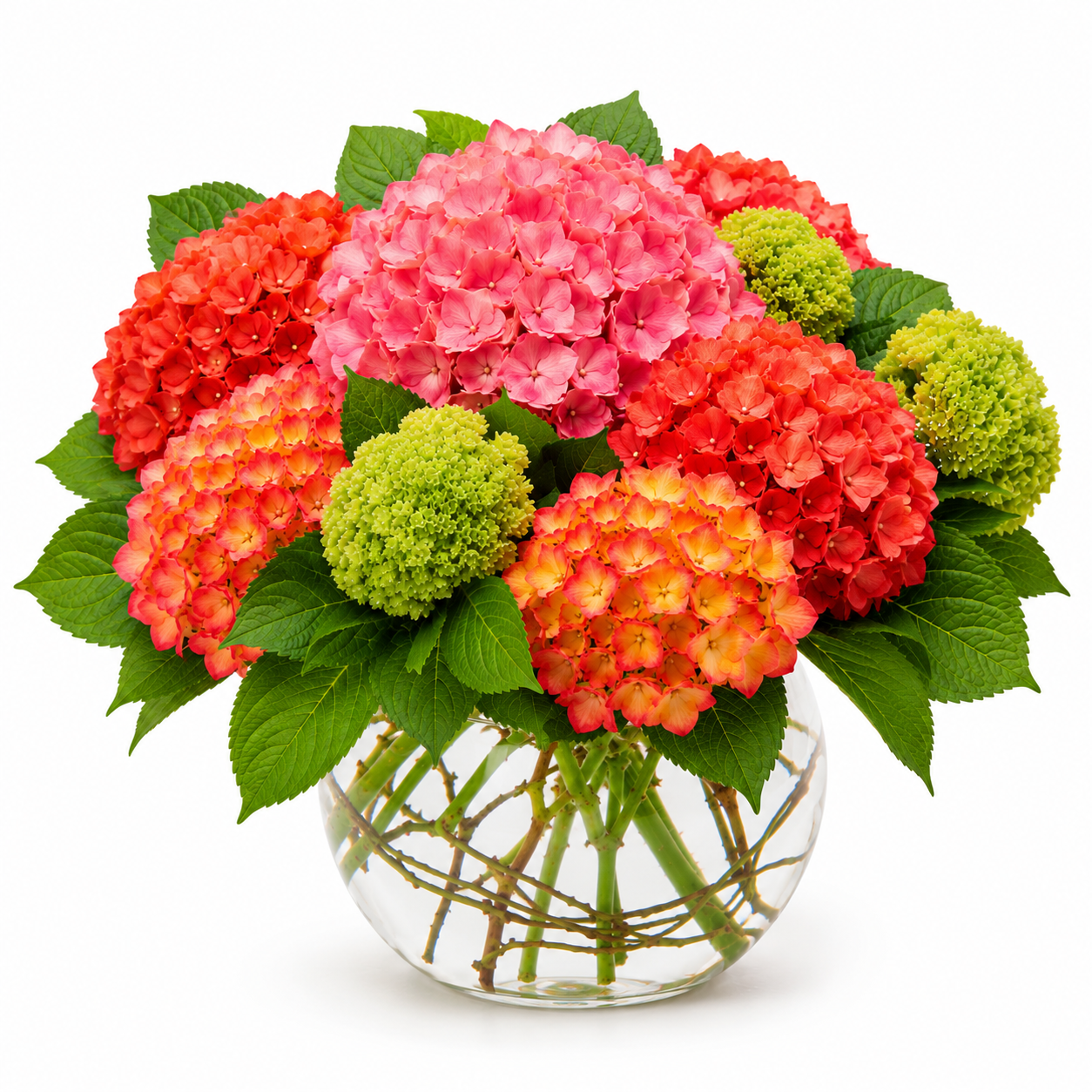 Hydrangea Pearl Garden
